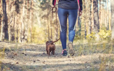 Dachshund köpeği sahibi ile çam ormanında yürüyor.