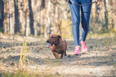Dachshund köpeği sahibi ile çam ormanında yürüyor.