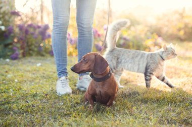 Kırmızı dachshund köpek ve kedi sahibi ile güneşli bir yaz parkında yürüyüşe çıktılar.