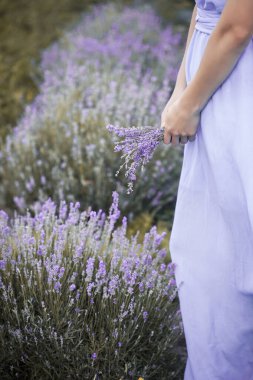 Lavanta tarlasında lavanta çiçeği toplayan genç bir kadın. Lavanta dallarıyla ellerini kapat