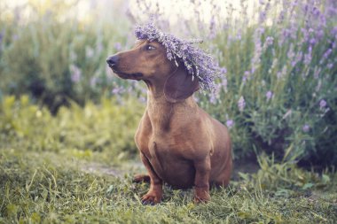 Mor çiçeklerden bir çelengin içindeki lavanta tarlasında dachshund