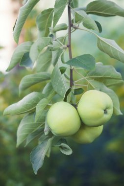 Meyve bahçesindeki elmalar ağaç dalına yakın.