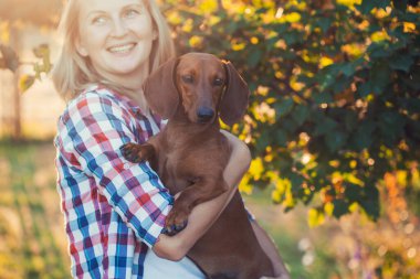 Kırmızı dachshund köpeği güneşli bir yaz parkında sahibiyle oynuyor.