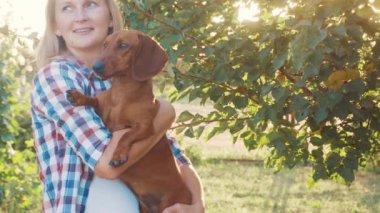 Kırmızı dachshund köpeği güneşli bir yaz parkında sahibiyle oynuyor.