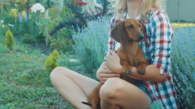 Kırmızı dachshund köpeği güneşli bir yaz parkında sahibiyle oynuyor.