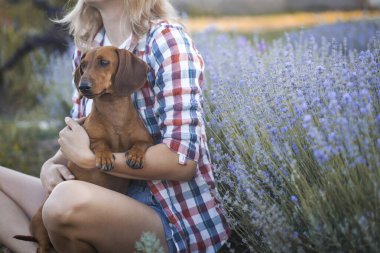 Kırmızı dachshund köpeği sahibiyle güneşli bir yaz lavanta parkında yürüyüşe çıktı.