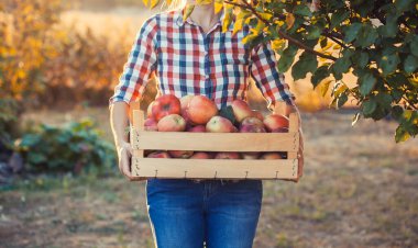 Kot pantolonlu ve ekose gömlekli genç bir çiftçi. Elinde bir kutu elmayla bir meyve bahçesinde duruyor.