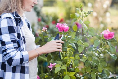 Bahçıvan budanmış budanmış budanmış ve solmuş güller bahçeye. Yaz güneşinin altında mezhepçilerle birlikte.