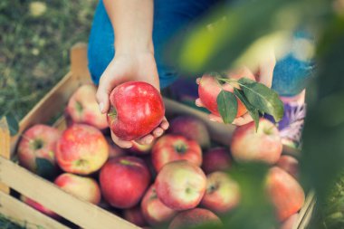 Meyve dolu bir kutunun arka planında olgun elmaları olan kadın eller. Bahçede sonbahar hasadı