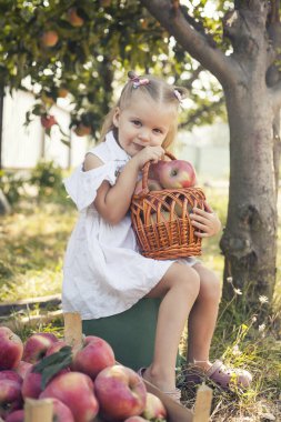 Beyaz elbiseli küçük kız bahçede elma topluyor. Sonbahar hasadı
