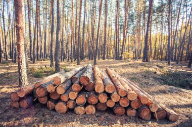 Ağaç kesme ve kereste hazırlama sürecini vurgulayarak, ormanda yığılmış taze kesilmiş kütükler yığını
