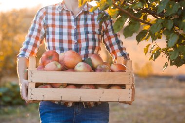 Kot pantolonlu ve ekose gömlekli genç bir çiftçi. Elinde bir kutu elmayla bir meyve bahçesinde duruyor.
