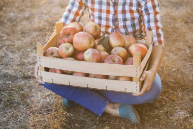 Kot pantolonlu ve ekose gömlekli genç bir çiftçi. Elinde bir kutu elmayla bir meyve bahçesinde duruyor.