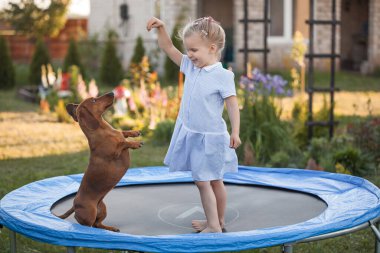 Üç yaşında gülümseyen bir kız, yeşil güneşli yaz parkında trambolinde dachshund köpeğiyle oynuyor. Evcil hayvanlarla mutlu çocukluk