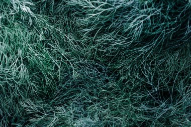 Taze yeşil dereotlu arka plan. Taze yeşil dereotu dokusu. en üstteki görünüm