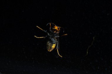 Siyaha karşı çarpıcı ışıklandırmayla tünemiş devasa korkutucu eşekarısı.