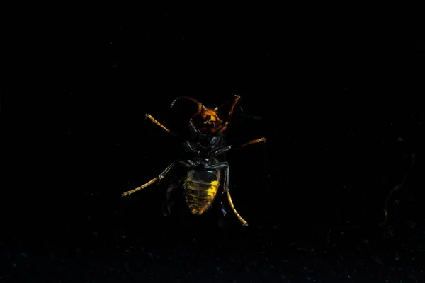 Enormous Scary Wasp Perched Dramatic Lighting Black — Stock Photo, Image