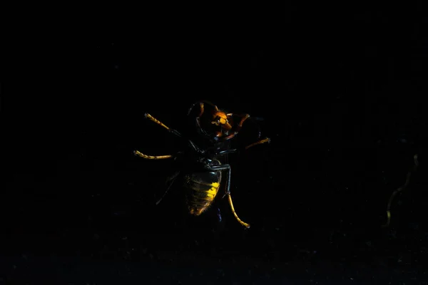 Enorme Avispa Aterradora Encaramada Con Una Iluminación Dramática Contra Negro — Foto de Stock