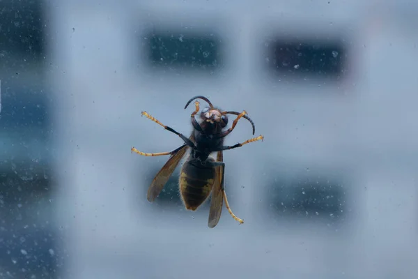 Riesige Wespe Hockt Auf Fensterscheibe — Stockfoto