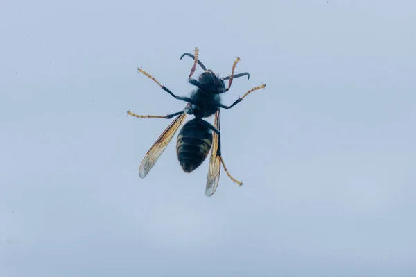 하늘을 날아가는 말벌의 아래쪽 — 스톡 사진