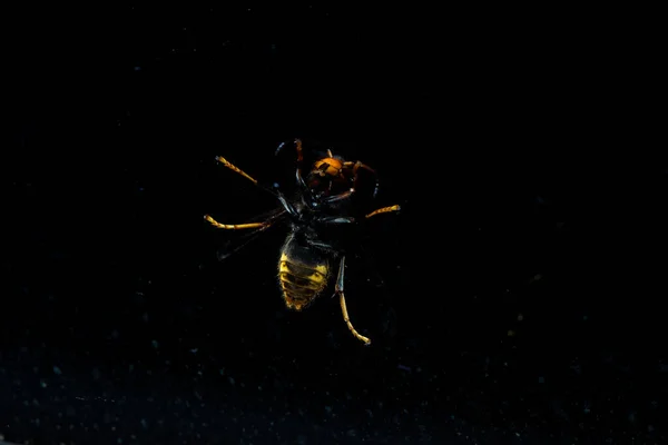 巨大的可怕的黄蜂栖息在黑暗的灯光下 — 图库照片