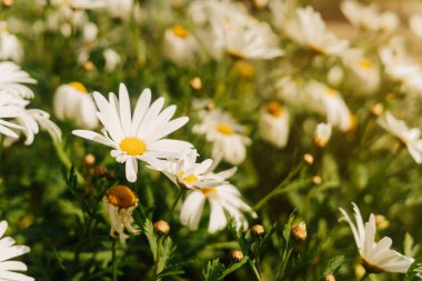 Fotokopi alanı olan tek bir fırçada gruplanmış beyaz papatyalar.