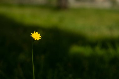 Kopya alanı olan çimenlere karşı sarı karahindiba çiçeği