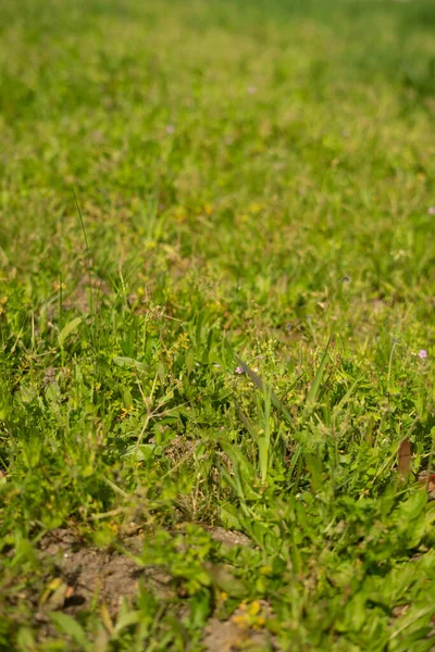 stock image Grass texture with nobody and copy space