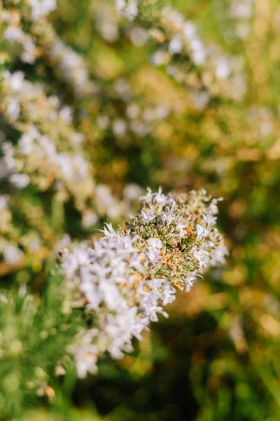 Detalhe Uma Flor Selvagem Natureza Com Espaço Cópia — Fotografia de Stock