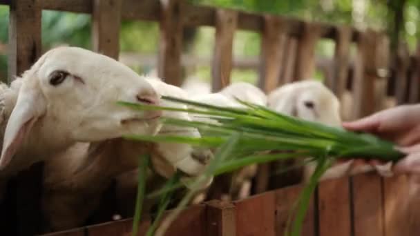 Een Vrouw Een Boerderij Voedt Gras Uit Haar Handen Aan — Stockvideo
