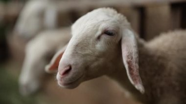 Ağaç tezgahın arkasındaki ağılda duran ve taze çimen ve tarım yiyen bir koyun sürüsü. Yüksek kalite 4k görüntü