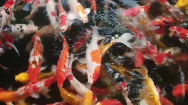 Grupa Azjatyckich Kolorowych Karpi Koi Pływają Wodzie Stawie Jedzą Jedzenie — Wideo stockowe