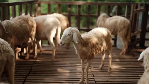 Μια Ομάδα Από Πρόβατα Ζώα Ένα Ξύλινο Στυλό Φωτίζεται Από — Αρχείο Βίντεο