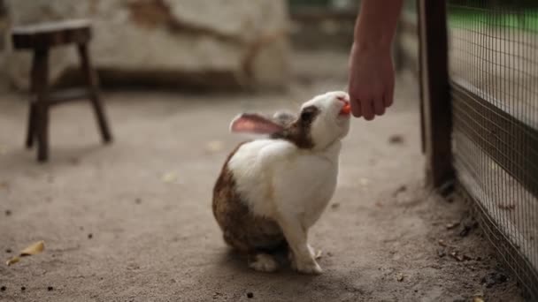 ウサギ 農場のライフスタイル 動物への愛にニンジンを供給する農場の女性 高品質の4K映像 — ストック動画