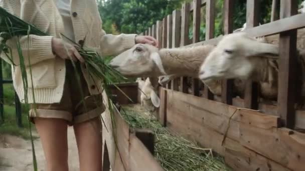 農場にいる女性は 手から羊の群れ 農業のライフスタイル ペットケアに草を食べます 高品質の4K映像 — ストック動画