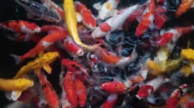 Bir grup Asyalı renkli koi sazanı gölette yüzüyor ve yemek yiyor. Yüksek kalite 4k görüntü