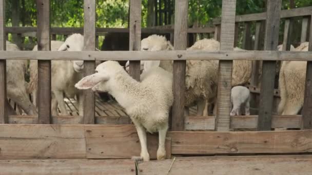 木製のペンスタンドの後ろのペンにかわいい若い羊の群れは 新鮮な草 農業を食べます 高品質の4K映像 — ストック動画