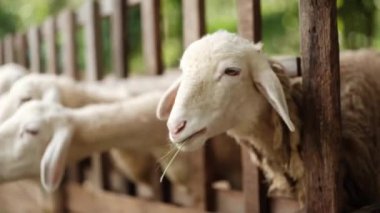 Ağaç tezgahın arkasındaki ağılda duran ve taze çimen ve tarım yiyen bir koyun sürüsü. Yüksek kalite 4k görüntü