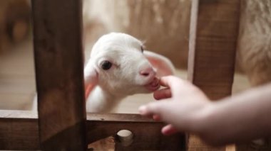 Çiftçi kadın ağılda yeni doğmuş bir koyunun elini sıvazlıyor, çiftlik hayatı, hayvanlara ilgi ve sevgi. Yüksek kalite 4k görüntü