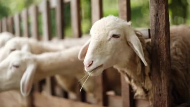 Troupeau Jeunes Moutons Mignons Dans Enclos Derrière Stand Stylo Bois — Video
