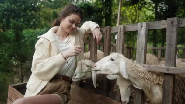 農場のストロークに乗っている若い女性は パドックで羊を見ている笑顔 農業のライフスタイル 動物の世話や愛を見ています 高品質の4K映像 — ストック動画