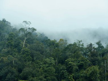 Mistik Sabah: Tayland 'da Büyüleyici Yağmur Ormanları İnzivası