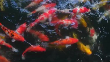 Bir grup Asyalı renkli Koi sazanı gölette yüzüyor. Yüksek kalite 4k görüntü