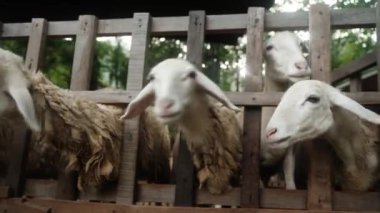 Çiftlikteki bir ağılda genç bir koyun sürüsü, tarım. Yüksek kalite 4k görüntü