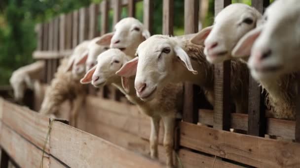 Stado Uroczych Młodych Owiec Zagrodzie Drewnianym Piórem Stoją Jeść Świeżą — Wideo stockowe