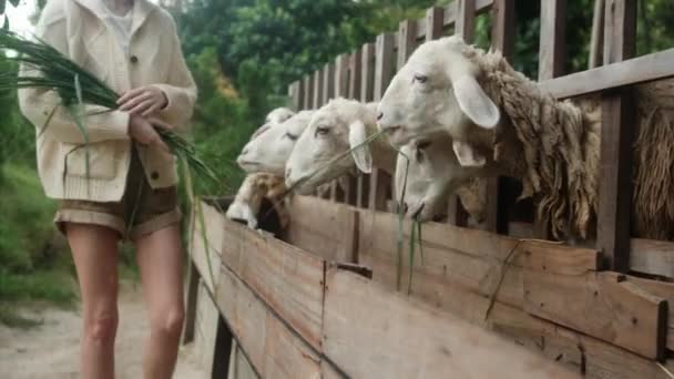 农场里的一个女人从她的手中喂草给一群年轻的羊 种养生活方式 养宠物 高质量的4K镜头 — 图库视频影像