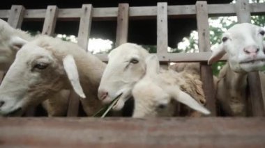 Çiftlikteki bir ağılda genç bir koyun sürüsü, tarım. Yüksek kalite 4k görüntü