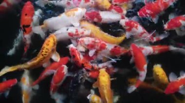 Bir grup Asyalı renkli sazan balığı gölette yüzüyor ve yemek yiyor. Yüksek kalite 4k görüntü