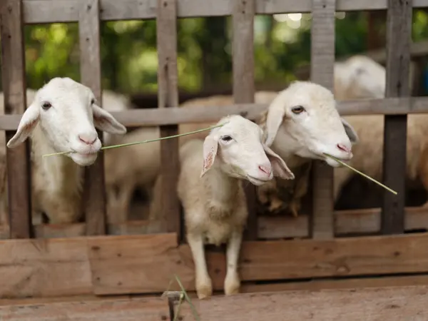 Groupe Moutons Debout Dans Stylo Avec Bâton Dans Bouche Regardant — Photo