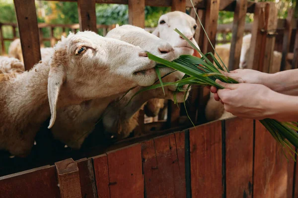 Une Personne Nourrit Troupeau Moutons Avec Bouquet Herbe Verte Dans — Photo